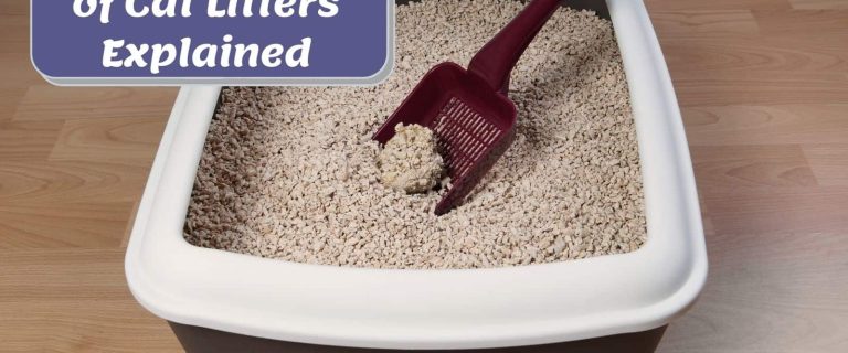types of cat litter