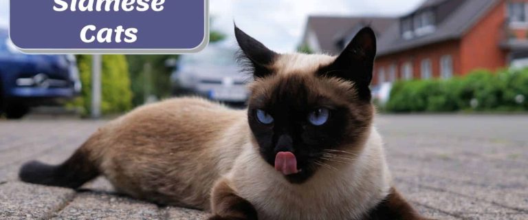Siamese cat licking his mouth