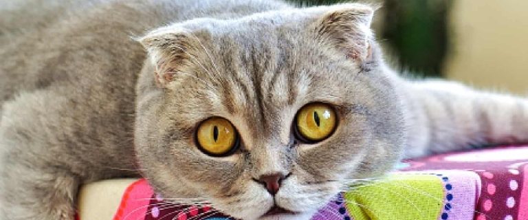 Scottish fold cat, one of the unhealthiest breeds