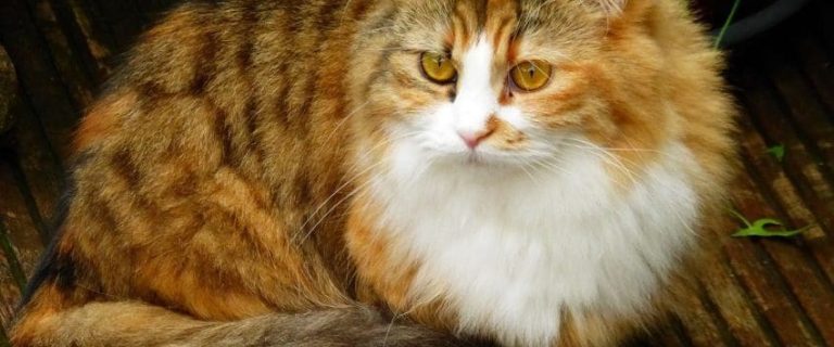 10 Unique Cat Breeds You Should Know About