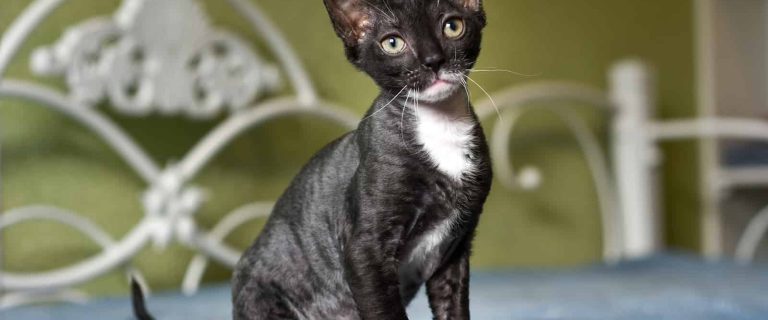 Looking for a list of Russian cat breeds? We've got you covered! Check out our complete guide to 8 breeds from the Asian nation.