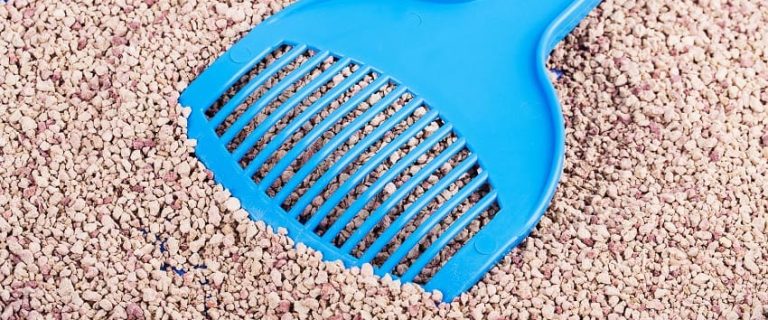 Does Cat Litter Melt Ice? Discover the Truth