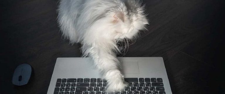 Cool Video Game Cat Names: Power Up Your Cat's Identity