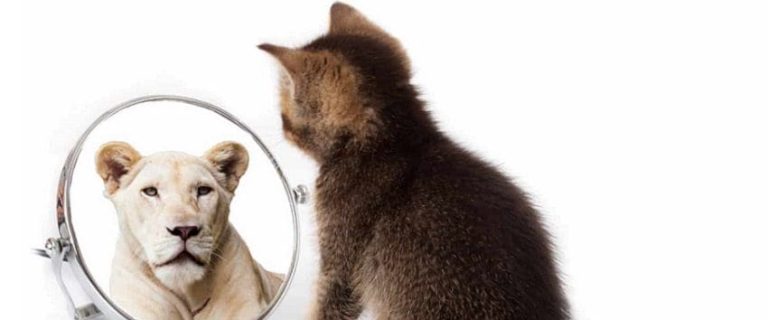 100 Warrior Cat Names for Lion-Hearted Kitties