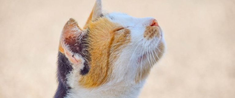 Do Cats Help With Depression? Easing Depression One Meow at a Time