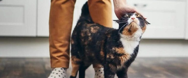 How To Bond With Your Cat? 10 Meaningful Ways To Build Trust