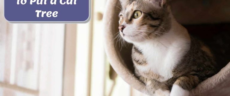 cat relaxing on a cat tree so where to put cat tree
