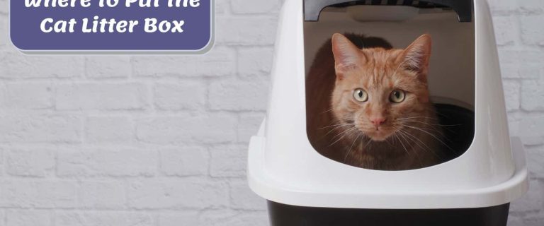 cat inside a litter box but where to put the cat litter box without making a mess?