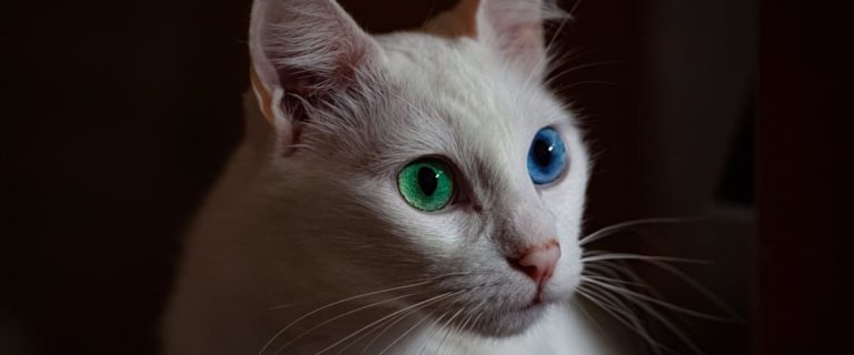 200+ Brilliant White Cat Names for Male & Female Kitties