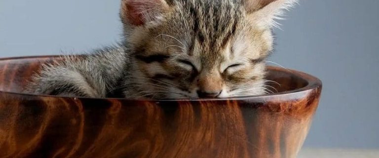 Why Do Cats Sleep So Much? 3 Most Common Reasons
