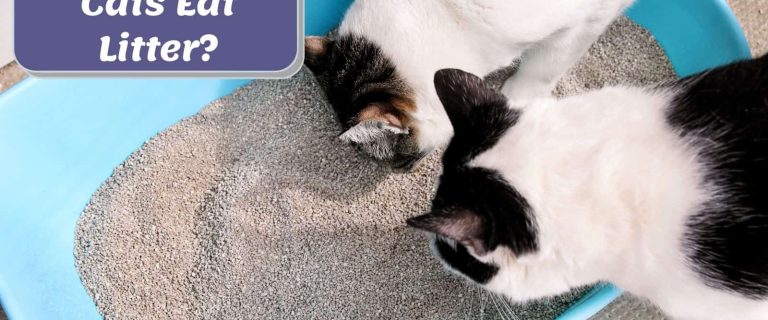 Why Is My Cat Eating Litter? 4 Most Common Reasons