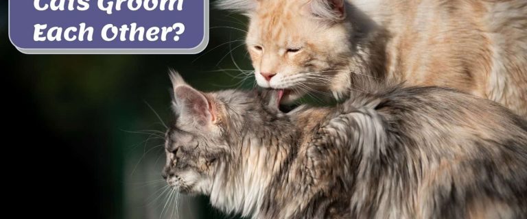 Why Do Cats Groom Each Other? 4 Most Common Reasons