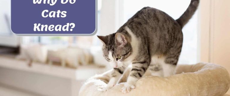 Why Do Cats Knead? Exploring the Most Common Reasons