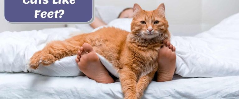 ginger cat lying on the kid's feet but why do cats like feet so much?