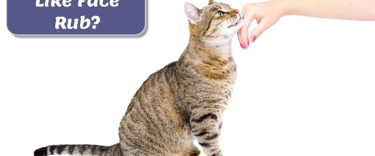 Why Do Cats Rub Their Face on You? Decode the Language of Love
