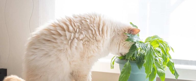cat eating dirt from a potted plant