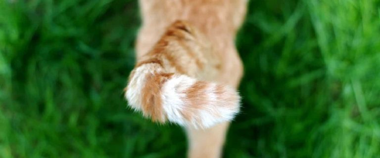High angle view of a stray tabby cat's orange and white striped tai