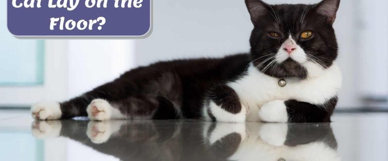 tuxedo cat lying on the floor but why does my cat lay on the floor often?