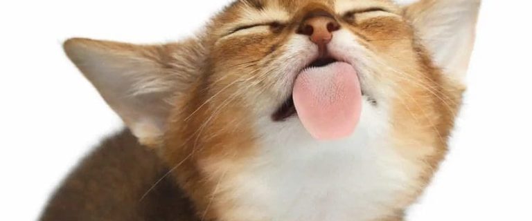 6 Reasons Why Does My Cat Lick My Hair Explained