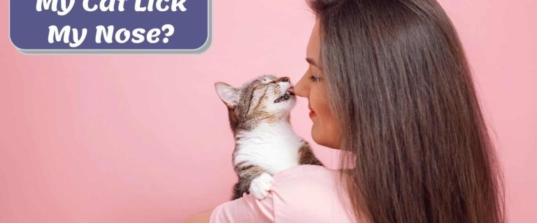 a cute cat licking the lady's nose and might be thinking "why does my cat lick my nose?"
