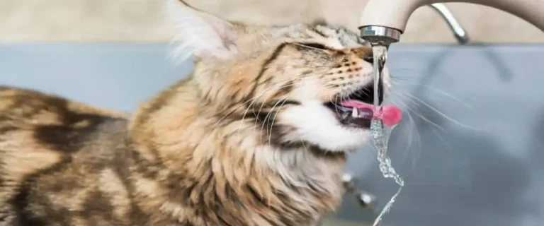 cat drinking from faucet