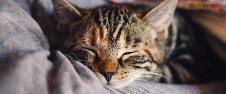cat sleeping on the bed beside his owner's head