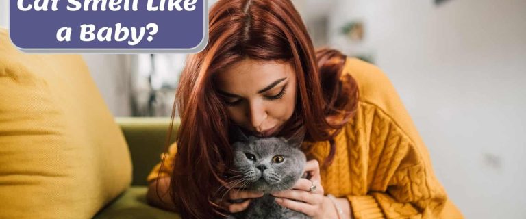 lady smelling her kitty and asking "why does my cat smell like a baby ?"