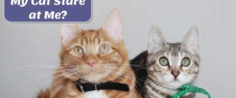 two cats sitting beside each other
