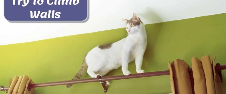 cat above the walls so why does my cat try to climb walls?