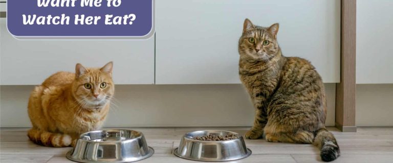 cats looking at their owner while eating dinner