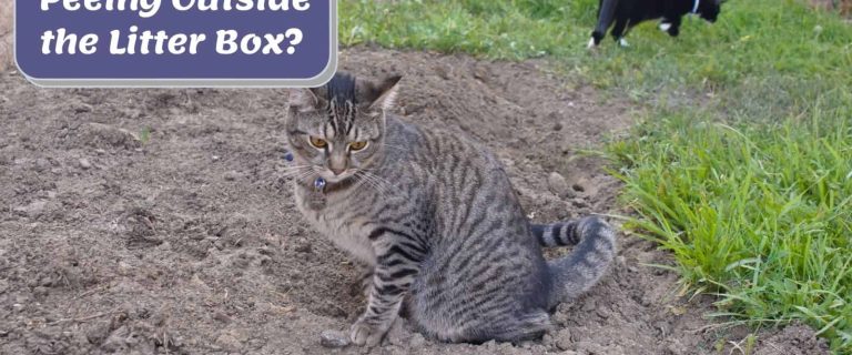 Cat Peeing Outside Litter Box? 12 Most Common Reasons Why