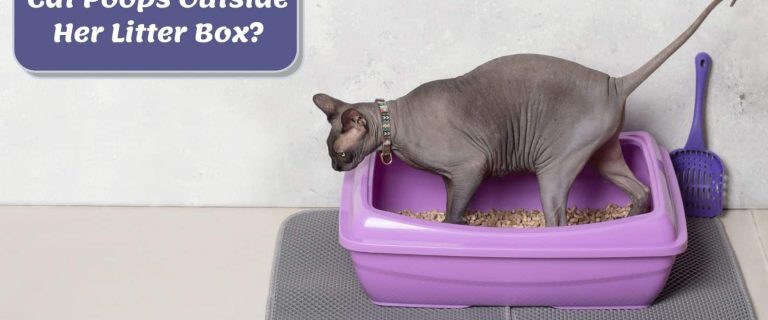 Why Is My Cat Pooping Outside Litter Box? 9 Common Reasons
