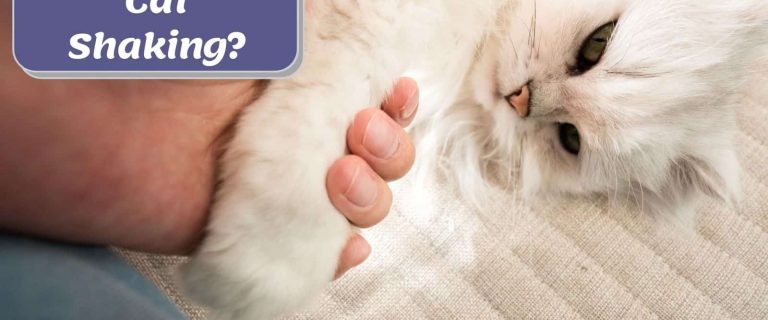 man holding his cat wondering why is my cat shaking?