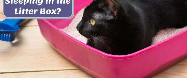 black kitty sitting on the litter box but why is my cat sleeping in the litter box?