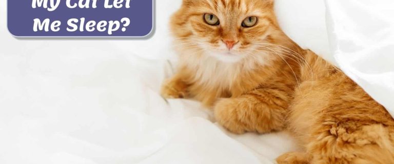 why-wont-my-cat-let-me-sleep-f