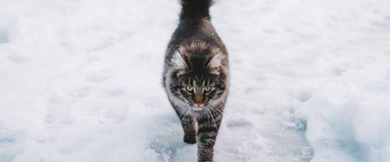 Looking for the best winter cat names for your newest feline friend? We’ve got you covered! Check out 70 that we adore for both males and females!