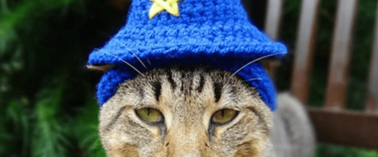 200 Wizard Cat Names That Are Just So Magical